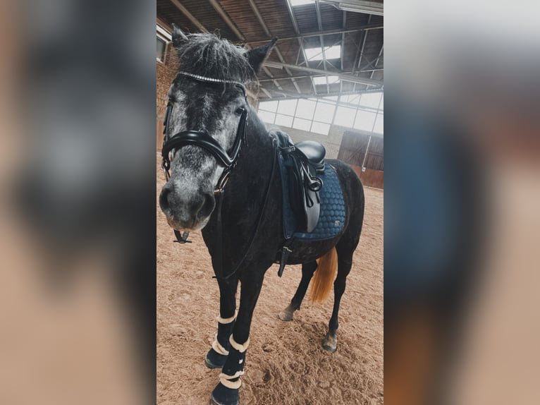 Polnisches Reitpony Mix Stute 5 Jahre 145 cm Blauschimmel in Bad Kreuznach