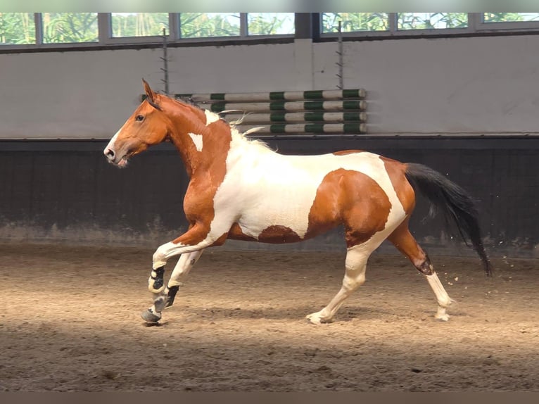 Polnisches Reitpony Stute 5 Jahre 155 cm Schecke in Weert
