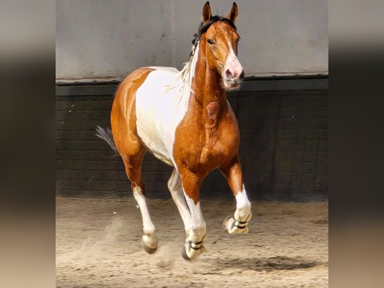 Polnisches Reitpony Stute 5 Jahre 155 cm Schecke in Weert