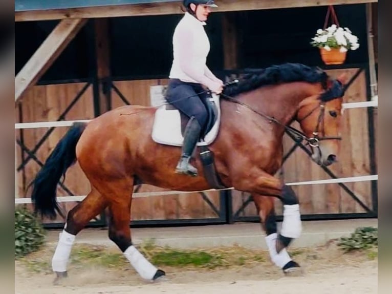 Polnisches Reitpony Stute 5 Jahre 167 cm Brauner in Weert