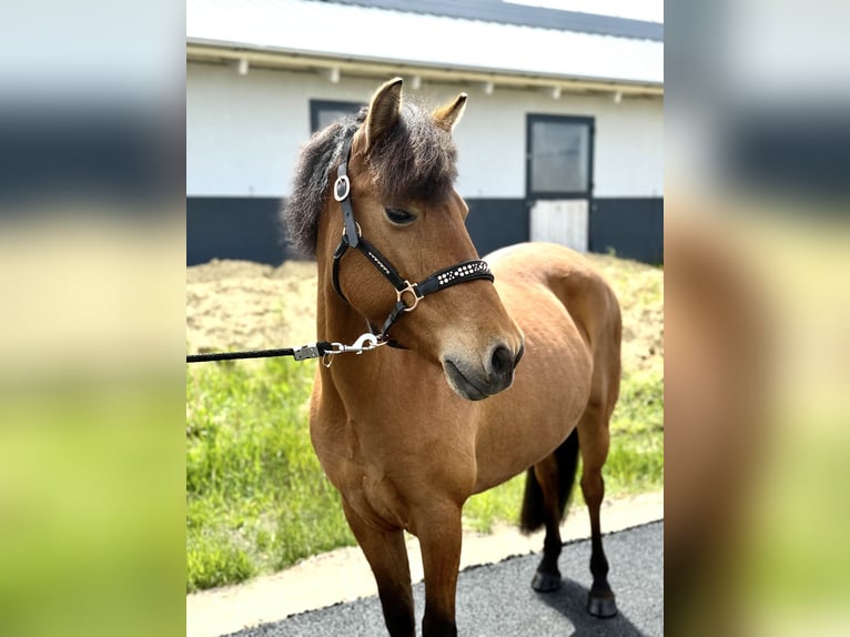 Polnisches Reitpony Stute 6 Jahre 128 cm Brauner in Ko&#x142;obrzeg