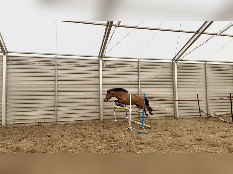 Polnisches Reitpony Stute 6 Jahre 128 cm Brauner in Ko&#x142;obrzeg