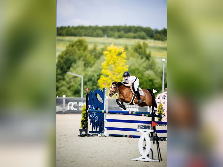 Polnisches Reitpony Stute 6 Jahre 144 cm Brauner in Leńcze