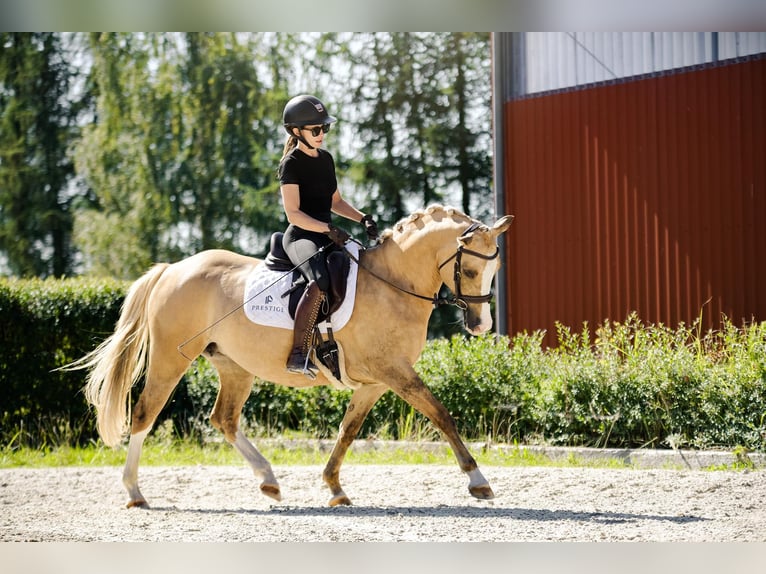 Polnisches Reitpony Stute 6 Jahre 145 cm Palomino in Kicin