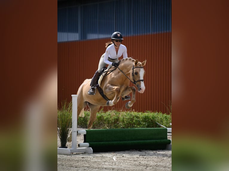 Polnisches Reitpony Stute 6 Jahre 145 cm Palomino in Kicin