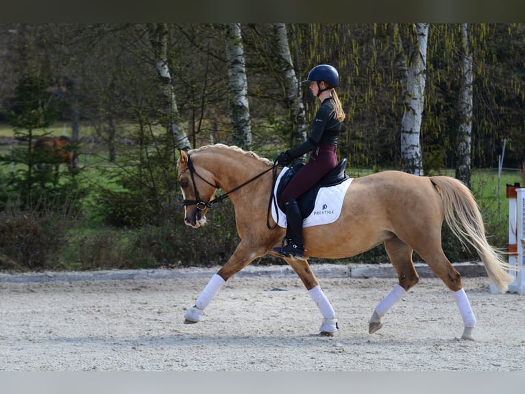 Polnisches Reitpony Stute 6 Jahre 145 cm Palomino in Kicin