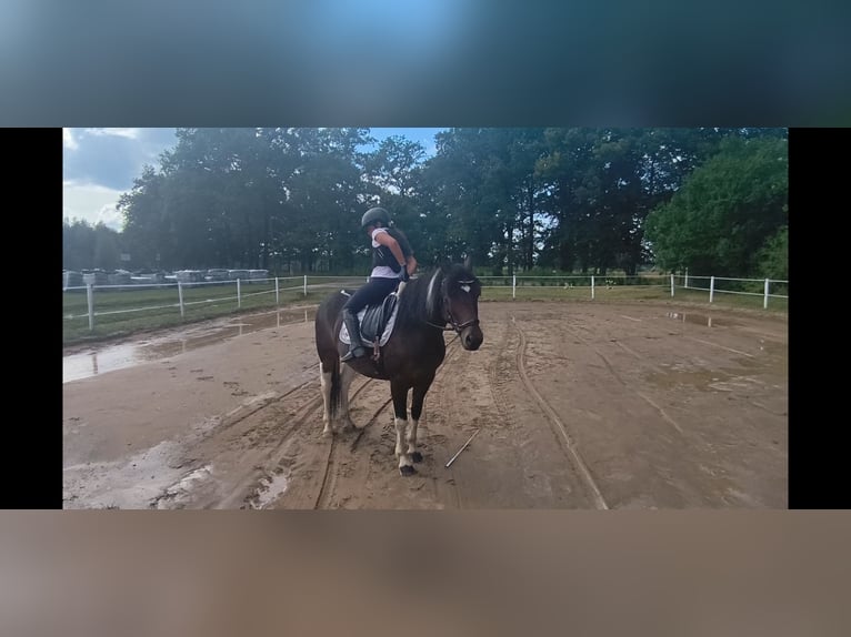 Polnisches Reitpony Mix Stute 6 Jahre 150 cm Schecke in Forst
