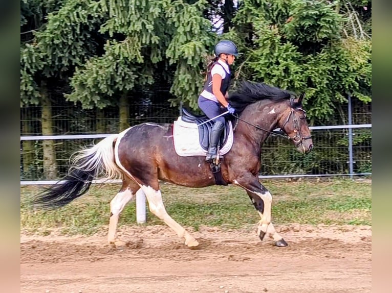 Polnisches Reitpony Mix Stute 6 Jahre 150 cm Schecke in Forst