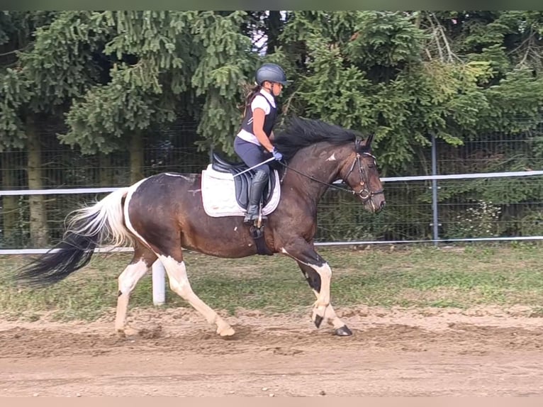 Polnisches Reitpony Mix Stute 6 Jahre 150 cm Schecke in Forst
