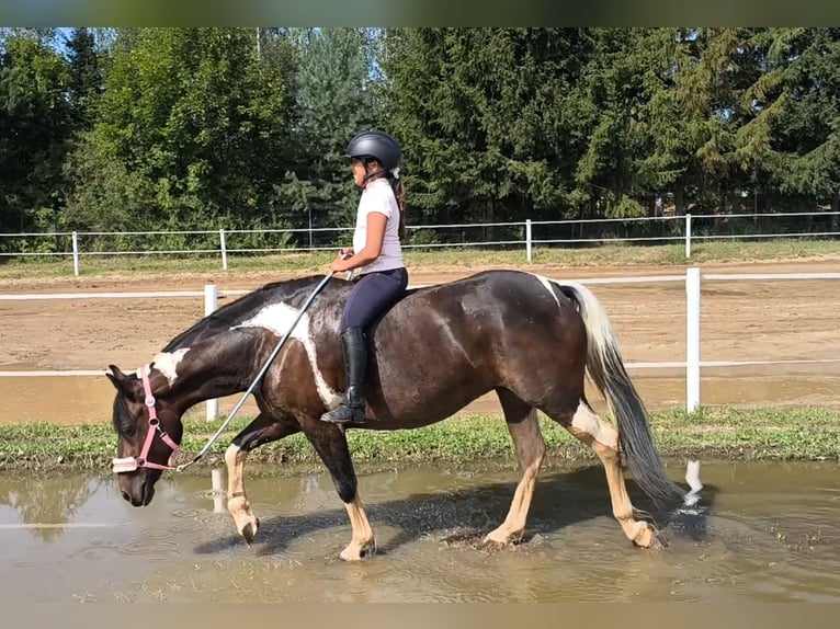 Polnisches Reitpony Mix Stute 6 Jahre 150 cm Schecke in Forst