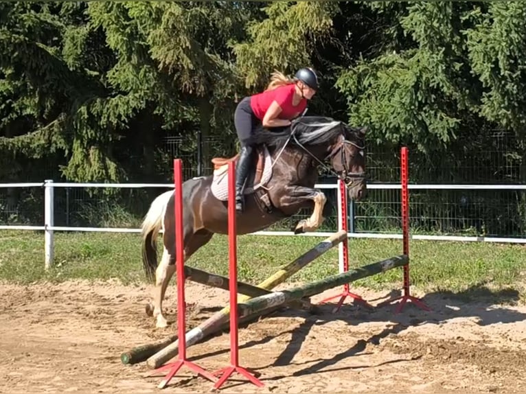 Polnisches Reitpony Mix Stute 6 Jahre 150 cm Schecke in Forst