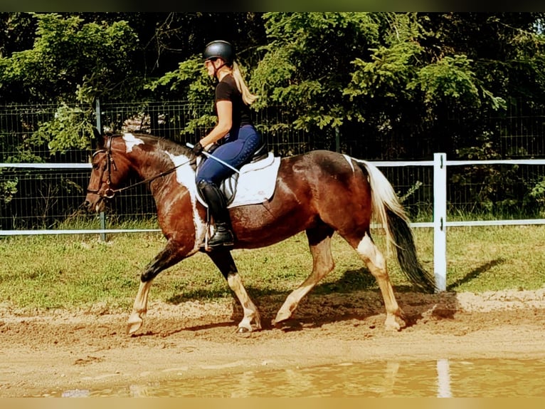 Polnisches Reitpony Mix Stute 6 Jahre 150 cm Schecke in Forst