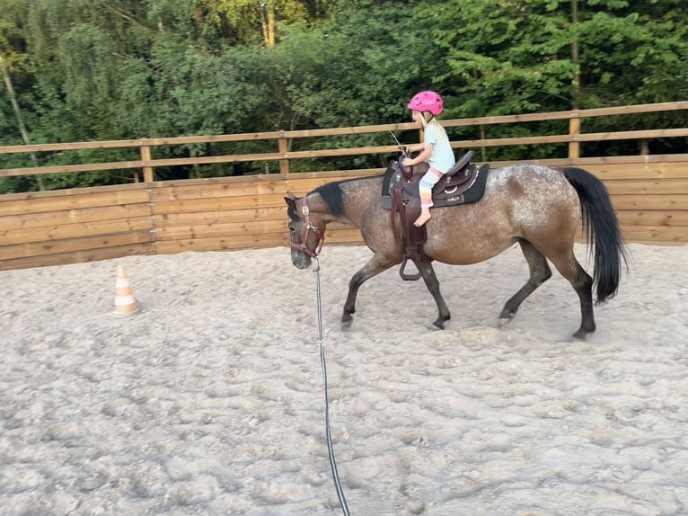 Polnisches Reitpony Stute 7 Jahre 140 cm Roan-Bay in Gschwend