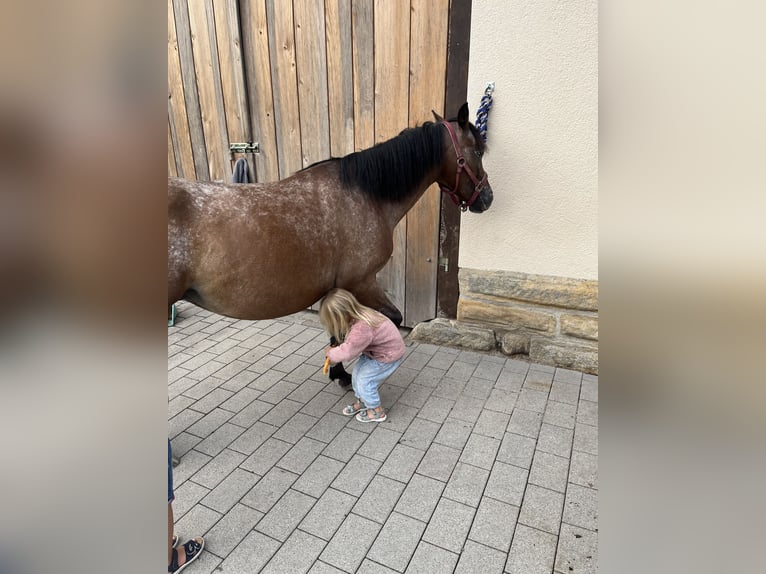Polnisches Reitpony Stute 7 Jahre 140 cm Roan-Bay in Gschwend