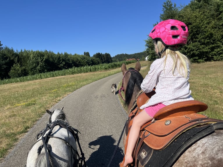 Polnisches Reitpony Stute 7 Jahre 140 cm Roan-Bay in Gschwend