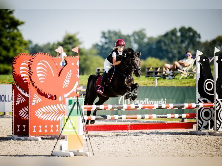 Polnisches Reitpony Stute 8 Jahre 140 cm Rappe in Opole