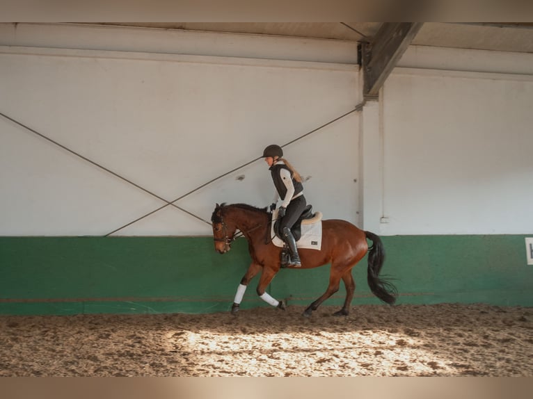 Polnisches Reitpony Stute 8 Jahre 145 cm Rotbrauner in Warszawa