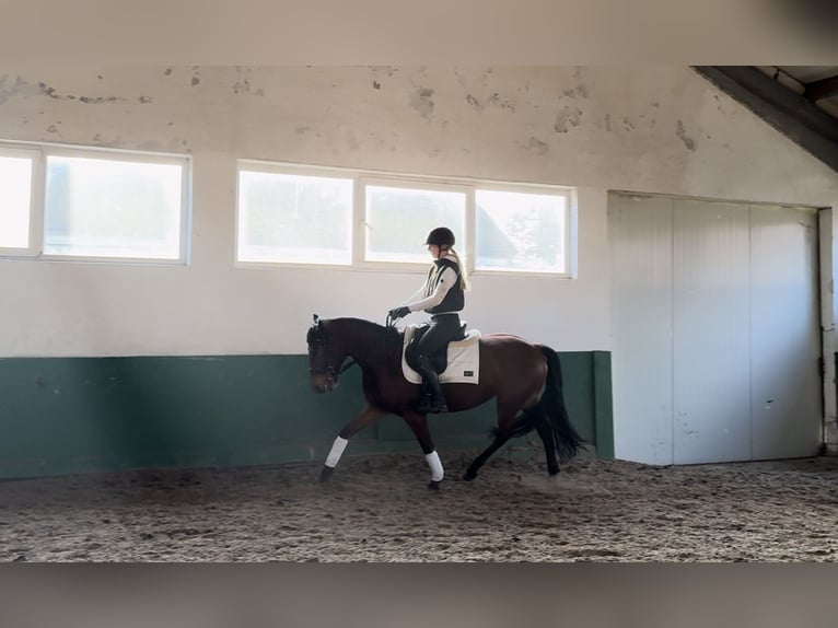 Polnisches Reitpony Stute 8 Jahre 145 cm Rotbrauner in Warszawa