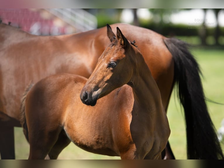 Polnisches Reitpony Stute Fohlen (05/2024) 145 cm Brauner in Opalenica