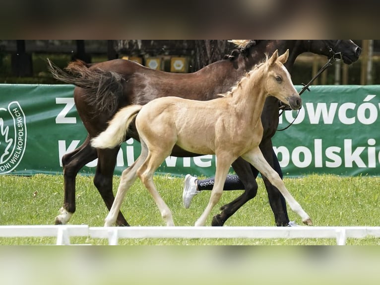 Polnisches Reitpony Stute Fohlen (05/2026) 146 cm Palomino in Gniezno