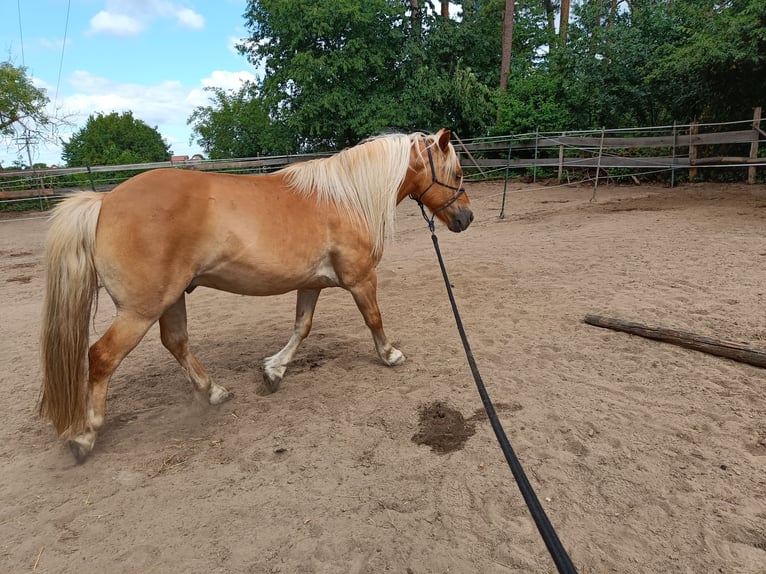 Polnisches Reitpony Mix Wallach 10 Jahre 120 cm Hellbrauner in Schwanstetten