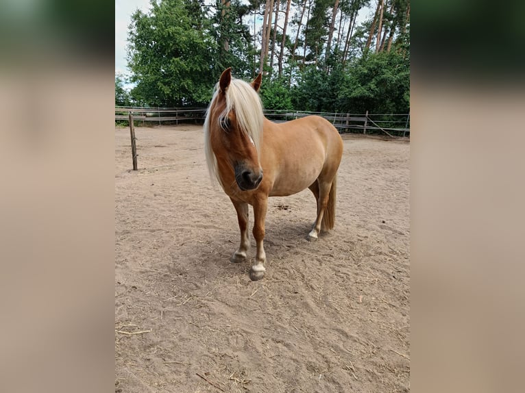 Polnisches Reitpony Mix Wallach 10 Jahre 120 cm Hellbrauner in Schwanstetten
