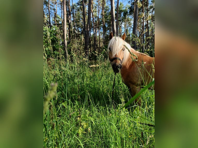 Polnisches Reitpony Mix Wallach 10 Jahre 120 cm Hellbrauner in Schwanstetten