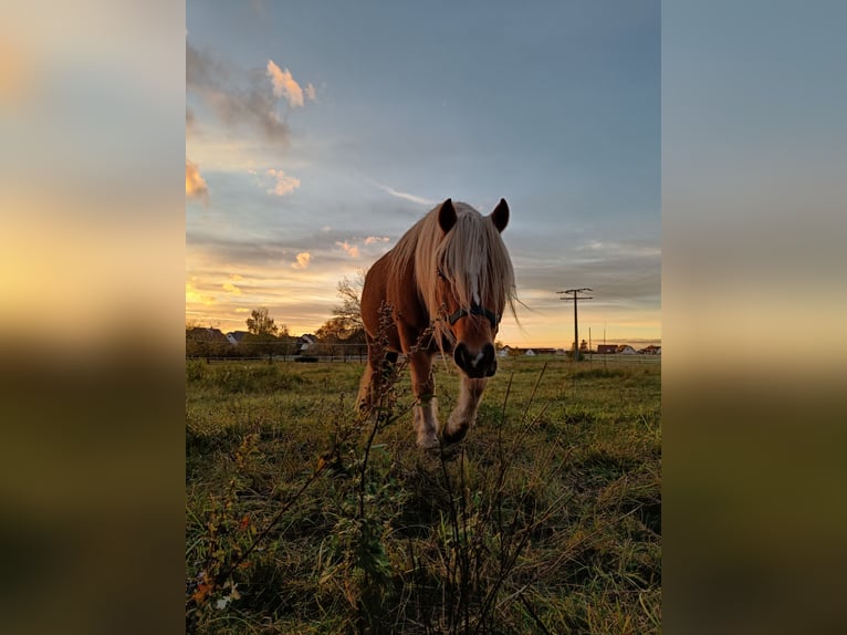 Polnisches Reitpony Mix Wallach 10 Jahre 120 cm Hellbrauner in Schwanstetten