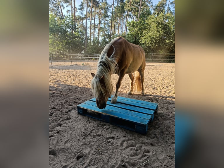 Polnisches Reitpony Mix Wallach 10 Jahre 120 cm Hellbrauner in Schwanstetten