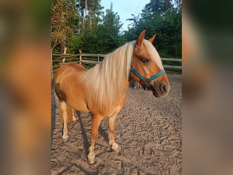 Polnisches Reitpony Mix Wallach 10 Jahre 120 cm Hellbrauner in Schwanstetten