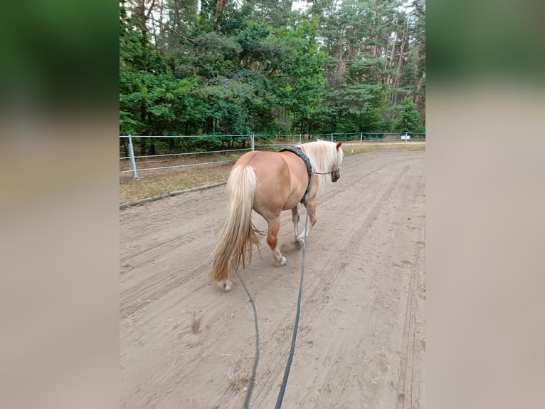 Polnisches Reitpony Mix Wallach 10 Jahre 120 cm Hellbrauner in Schwanstetten
