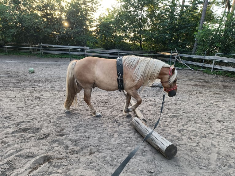 Polnisches Reitpony Mix Wallach 10 Jahre 120 cm Hellbrauner in Schwanstetten