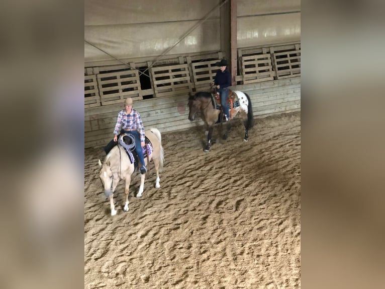 Polnisches Reitpony Wallach 10 Jahre 150 cm Tigerschecke in Frankenmarkt