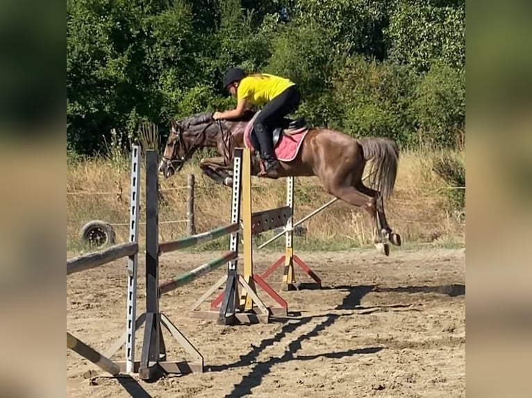 Polnisches Reitpony Wallach 11 Jahre 138 cm Palomino in Sofia