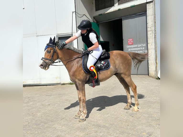 Polnisches Reitpony Wallach 11 Jahre 138 cm Palomino in Sofia