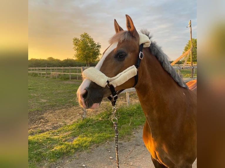 Polnisches Reitpony Wallach 11 Jahre 138 cm Palomino in Sofia