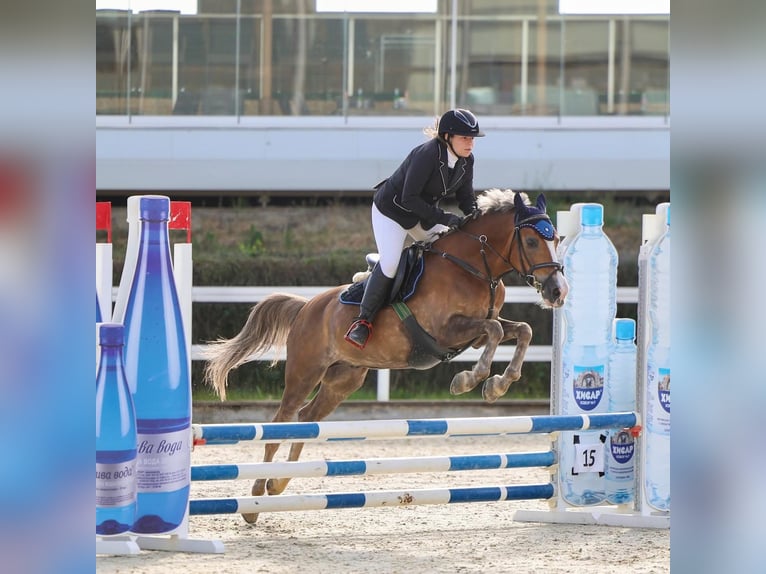 Polnisches Reitpony Wallach 11 Jahre 138 cm Palomino in Sofia