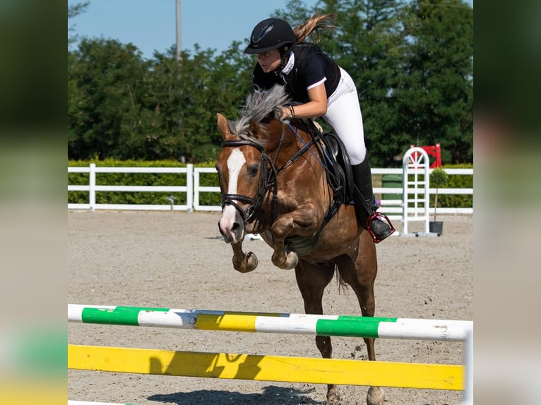 Polnisches Reitpony Wallach 11 Jahre 138 cm Palomino in Sofia