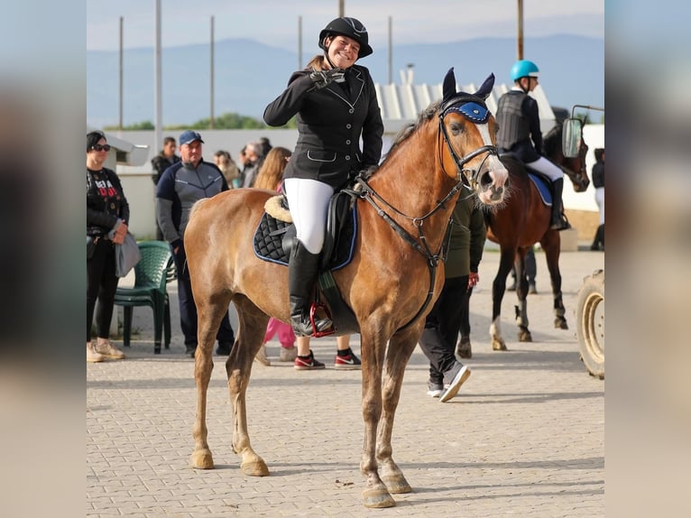 Polnisches Reitpony Wallach 11 Jahre 138 cm Palomino in Sofia