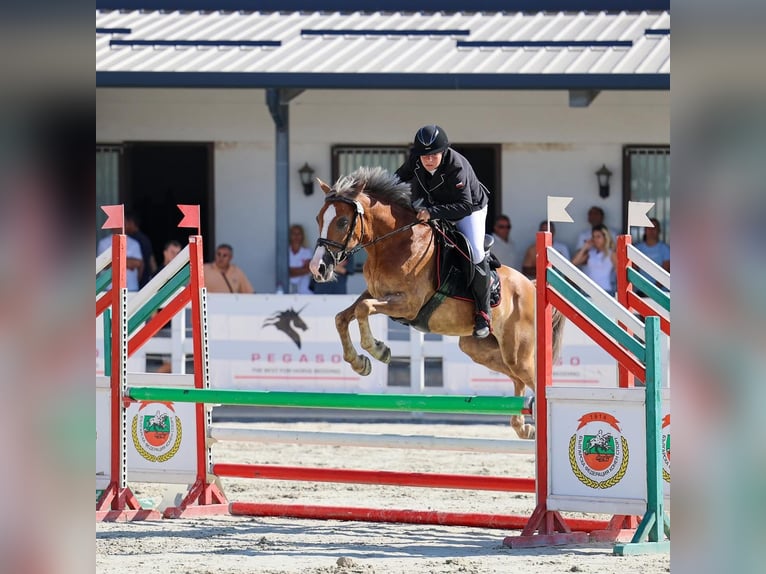 Polnisches Reitpony Wallach 11 Jahre 138 cm Palomino in Sofia