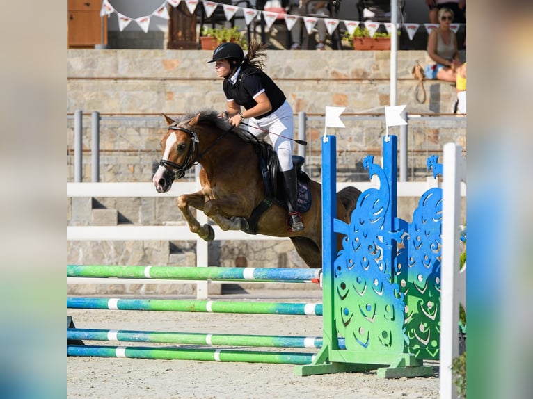 Polnisches Reitpony Wallach 11 Jahre 138 cm Palomino in Sofia