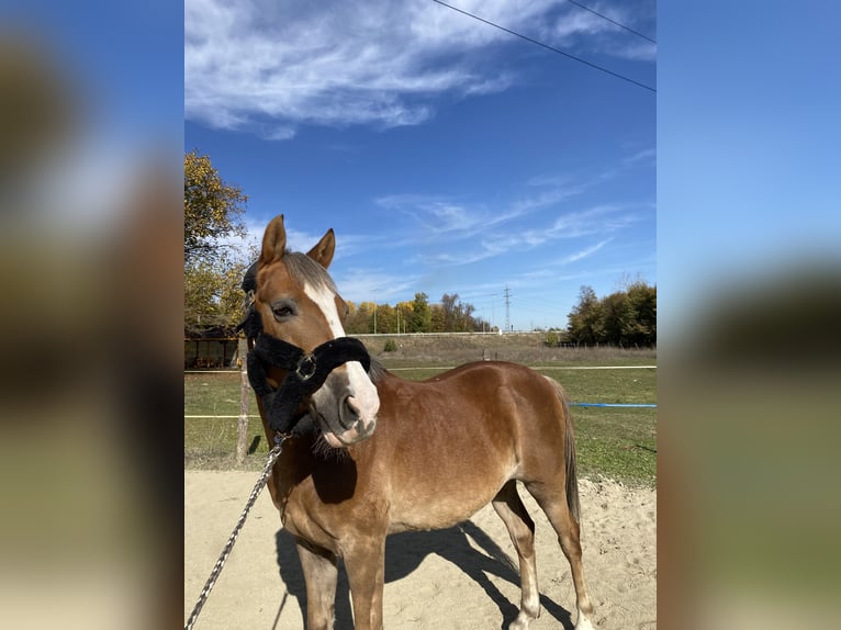Polnisches Reitpony Wallach 11 Jahre 138 cm Palomino in Sofia