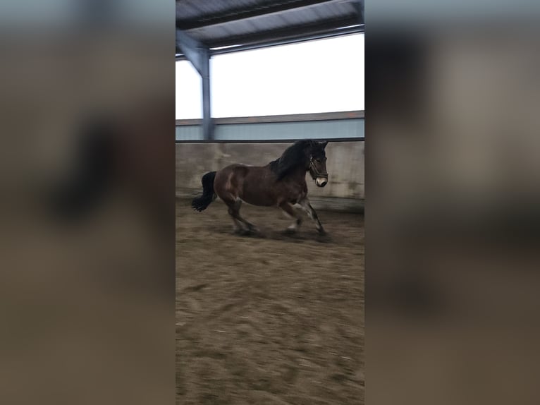 Polnisches Reitpony Wallach 12 Jahre 150 cm Brauner in Stadthagen