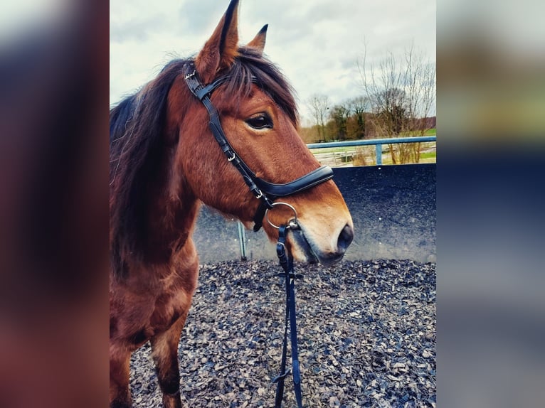 Polnisches Reitpony Wallach 12 Jahre 150 cm Brauner in Stadthagen