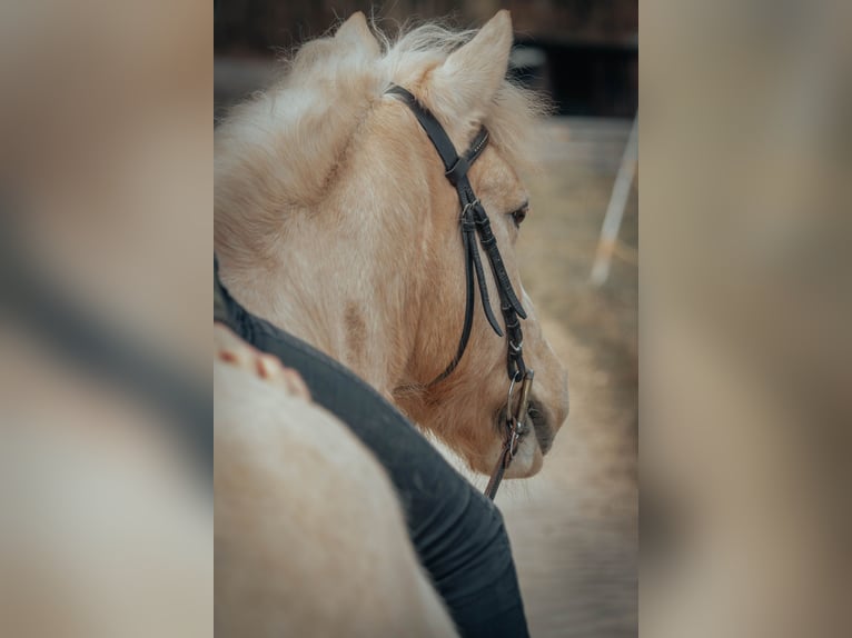 Polnisches Reitpony Wallach 13 Jahre 133 cm in Eichstätt