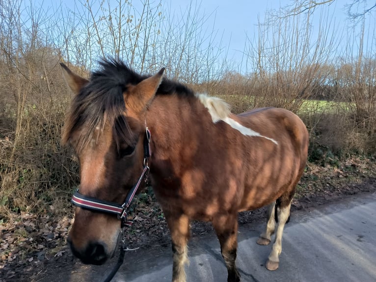 Polnisches Reitpony Wallach 13 Jahre 139 cm Brauner in Kiel