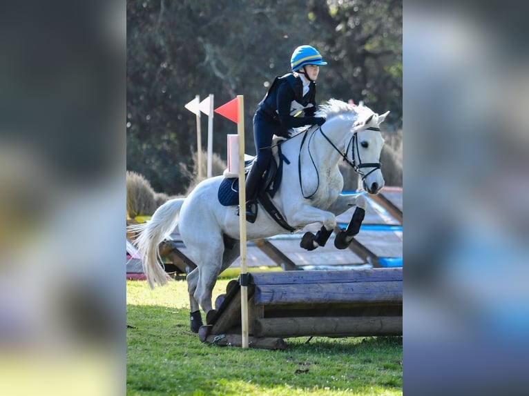 Polnisches Reitpony Wallach 13 Jahre 146 cm Schimmel in Parma