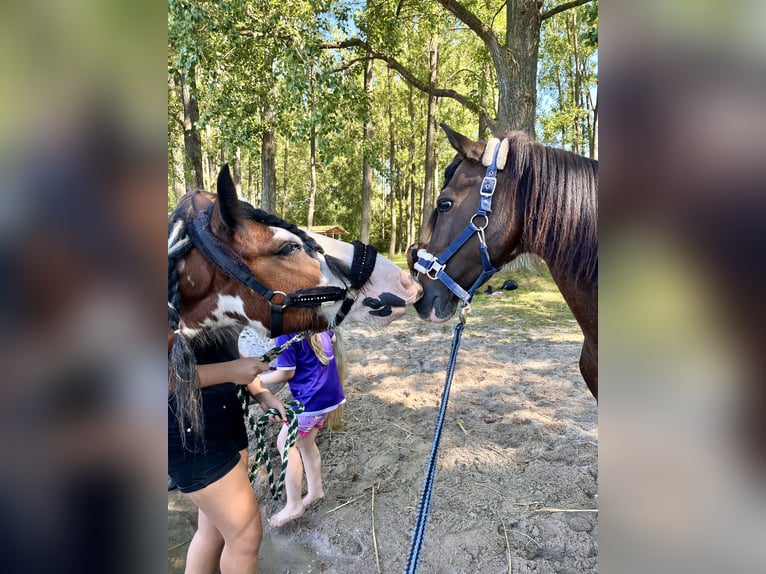 Polnisches Reitpony Wallach 14 Jahre 130 cm Schecke in Klein Sien
