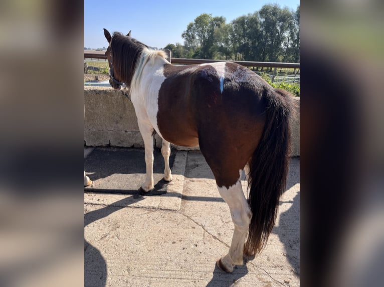 Polnisches Reitpony Wallach 14 Jahre 130 cm Schecke in Klein Sien