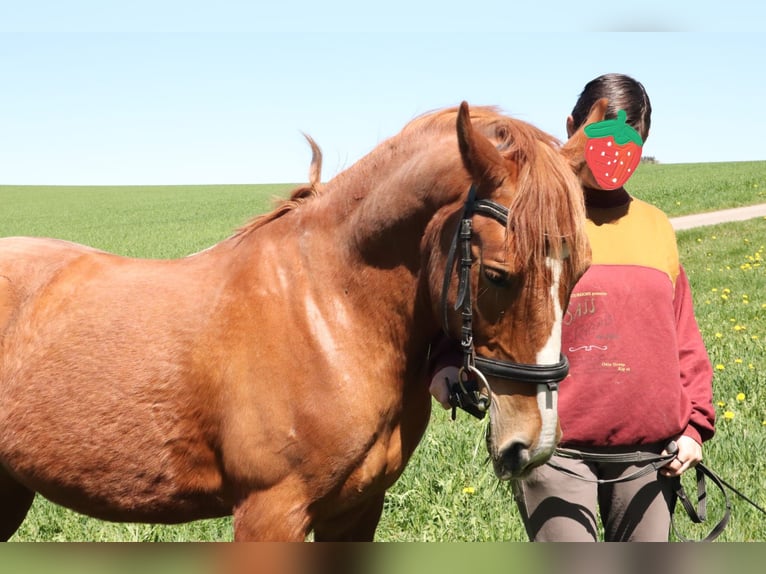 Polnisches Reitpony Wallach 14 Jahre 148 cm Fuchs in Elterlein/ Schwarzbach